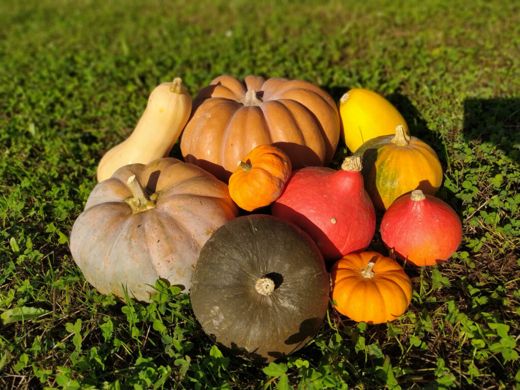 photo courge1 1024x768